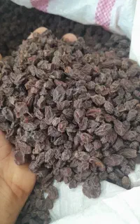 مویز و شیره انگور