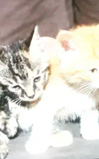 گربه