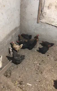 مرغ تخم گذار جوان