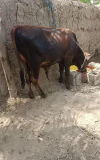 گوساله نر
