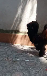معاوضه 2 عدد خروس
