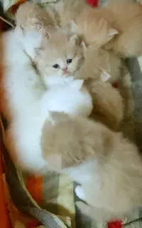 بچه پرشین های کوچولوی لوس دوست داشتتی