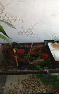 اکواریوم شیشه خم ۵۰در ۳۵ سالم با همه ی وسایل کامل