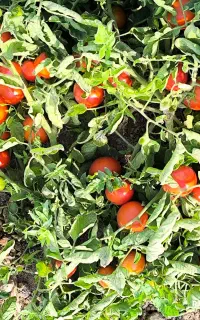 گوجه فرنگی