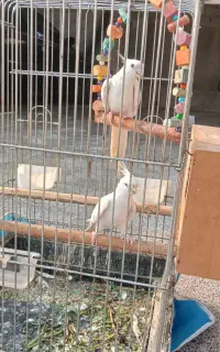 عروس‌هلندی‌سخنگو