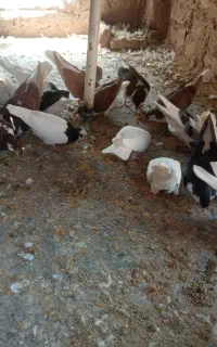 12 تا کبوتر فروشی
