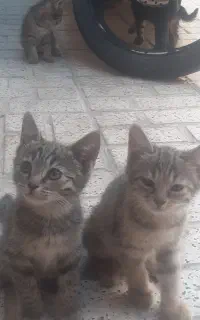 واگذاری 5تابچه گربه