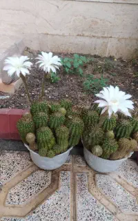 گل یوکا وکاکتوس