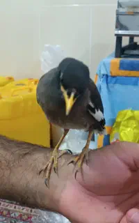 مرغ مینا