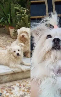 سه سگ فروشی