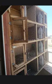 قفس جفت گیری