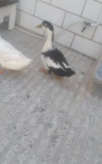 اردک ۵ ماهه