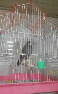 مرغ مینا
