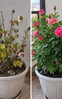 هدیه گلی