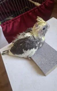 جوجه عروس هلندی ابلق