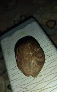 سنگ فسیل راف