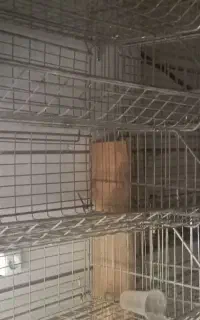 قفسه