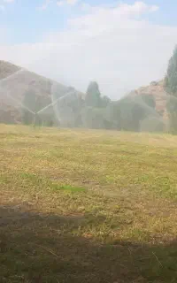 یونجه‌درجه‌‌یک