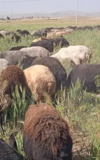 میش داشتی جوان و سر حال