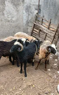 ۶راس تراشیده گوسفند نر