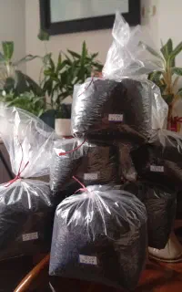 چای لاهیجان