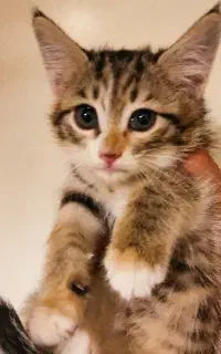 بچه گربه dsh