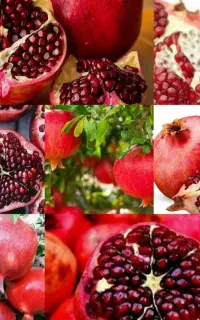 نهال انار صنوبر نیگرا ترکیه  سیب پاییزی