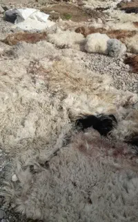 کورک