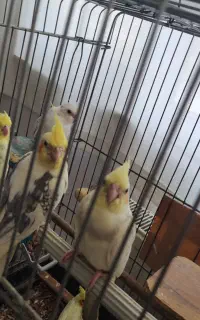 تعدادی عروس هلندی جفت خورده وتک
