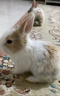 خرگوش