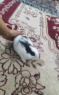 خرگوش