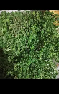 سبزی شمالی ترش واش ۴۰۰۰۰۰