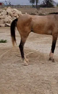 اسب پورخون وسالم
