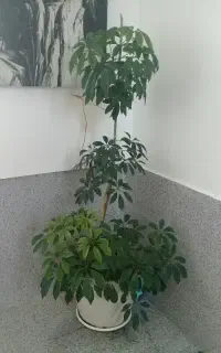۳ تاش ۲۵۰۰ت