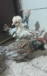مرغ و خروس سلطان وخروس فر