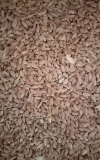 گندم پاک و خوب درشت درجه یک