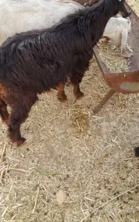 عروس وکهره