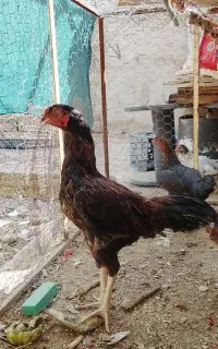 خروس لاری مرغ‌لاری