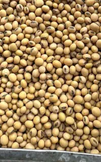 بذر سویا رقم صبا