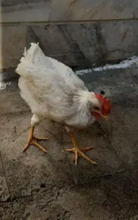 دوعددخروس