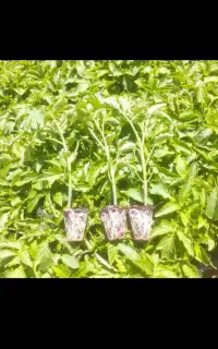 فروش نشا گوجه فرنگی بازاری