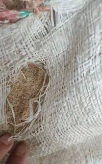 کپک