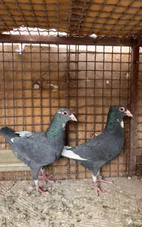 پلنگ و طوقی عتیغه