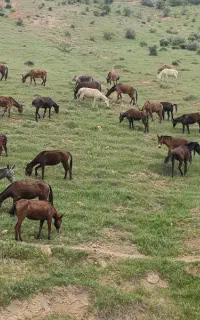 خرید و فروش معاوضه قاطر واسب