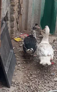 اردک خارجی