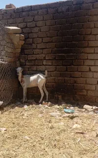 گوسفند