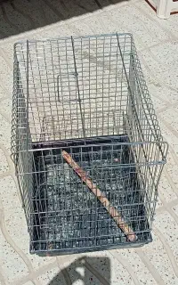 ۴ عدد قفس برای همه پرنده ها