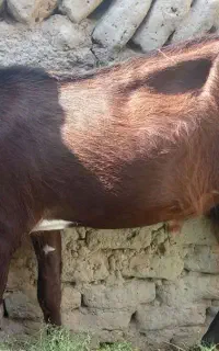 بز نر