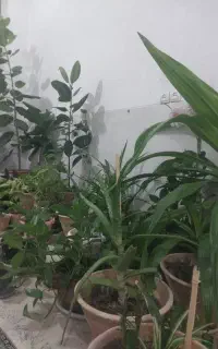 گل و گیاه