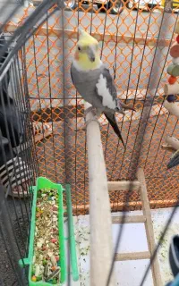 عروس هلندی سخنگو